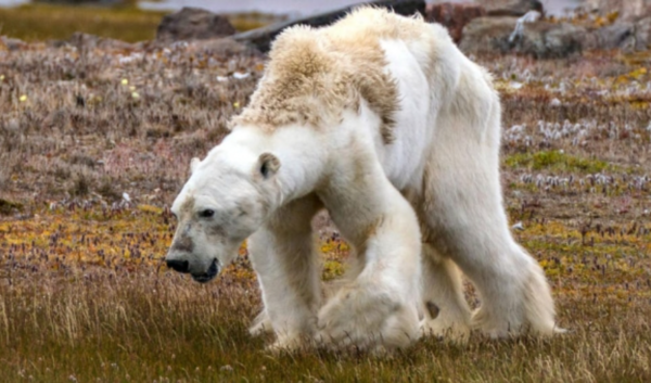 ▲ 심각한 생태계 파괴로 먹을 것이 없어 굶주린 북극곰 (사진출처=Cristina Mittermeier / SeaLegacy)