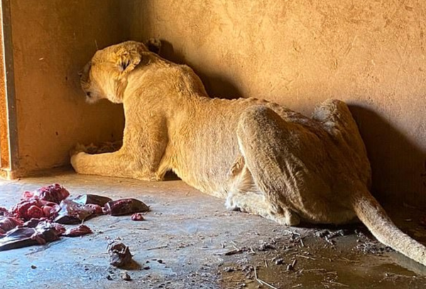 ▲ 극심한 영양실조로 눈이 먼 암사자 (사진출처=Wild@Life)