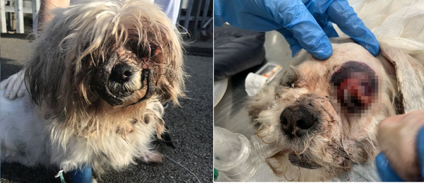 (사진출처=RSPCA / SWNS)