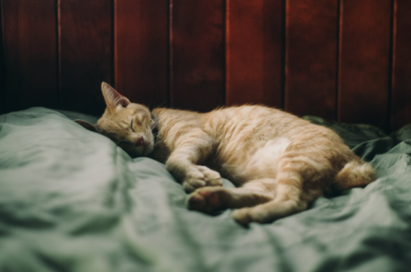 고양이에게 발병하는 대표적 신경질환 1위는 수막종