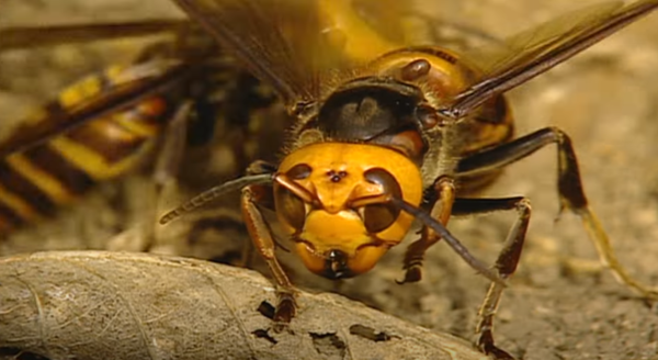 '곤충계 폭군' 장수말벌, 가을철 왕성해져…독침 쏘이면 사람도 목숨 잃어