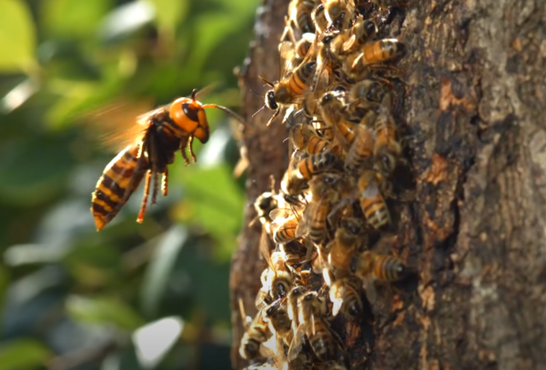 ▲꿀벌들을 사냥하려고 하는 장수말벌 (사진출처=MBCentertainment 공식 유튜브 채널)