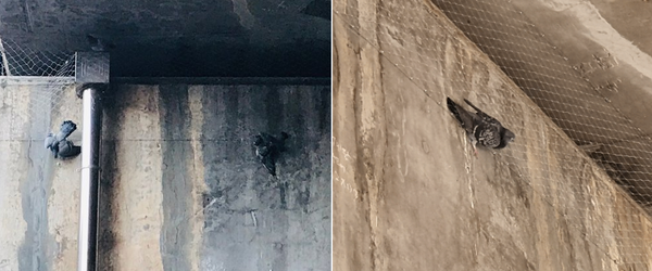 그물망에 걸린 비둘기 모습 (사진출처=A씨 트위터 계정 / 중앙일보)