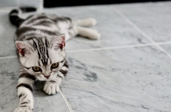 고양이 코로나바이러스로 유발되는 ‘고양이전염성복막염’ 치료법은?