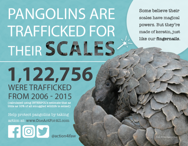 ▲ 천산갑의 비늘이 불법 거래되고 있다는 포스터 (제공=IFAW)