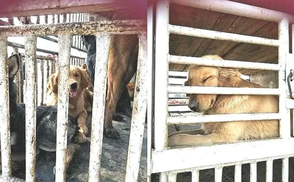 (사진출처=Sanhe Animal Protection Centre)