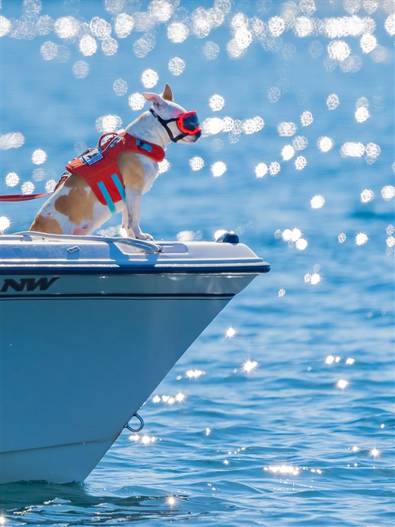 (사진=Dr. Deborah Giles / Courtesy of UW/Center for Conservation Biology 제공)