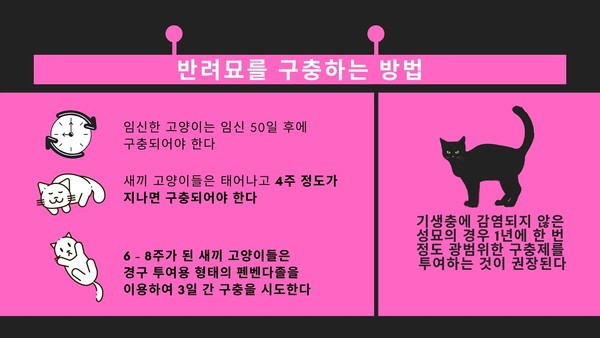 실내에만 있어도 구충제 필수! 반려동물 구충제 먹이는 시기