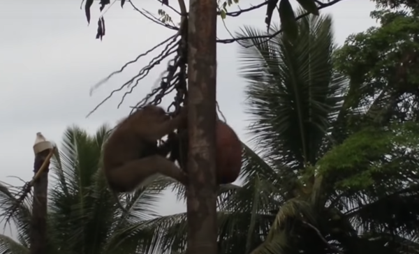 사슬 목줄하고 '코코넛' 수백개씩 따게 해…코스트코 해당 제품 '판매 중단'