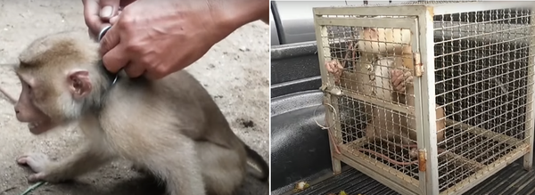 (사진출처=PETA 공식 유튜브)