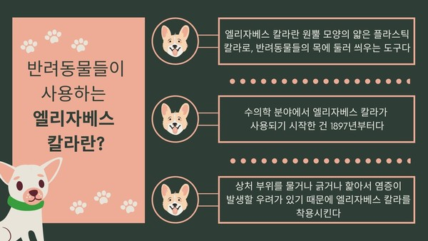 반려동물에게는 세상 귀찮은 ‘엘리자베스 칼라’ 착용 시 주의사항은?
