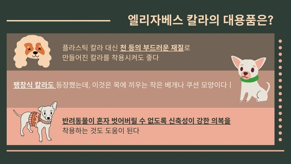 반려동물에게는 세상 귀찮은 ‘엘리자베스 칼라’ 착용 시 주의사항은?