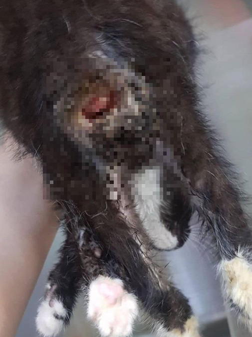 ▲ 항문염까지 발견된 새끼고양이 (사진출처=@helpshelter 인스타그램)