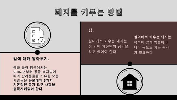 사회적이고 지능 높은 '미니 돼지' 반려동물로도 적합