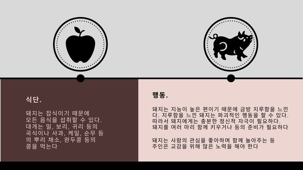 사회적이고 지능 높은 '미니 돼지' 반려동물로도 적합