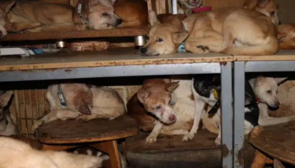日 가정집에 빽빽히 들어선 164마리의 개…"최악의 동물 사육 사례"
