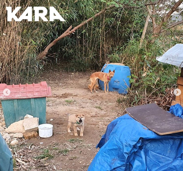 ▲ 현장에 아직 남아있는 학대자 소유의 개들 (사진출처=@animal_kara 인스타그램)