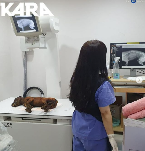 ▲ 정확한 사망원인 밝히기 위해 황구 사체 검사 진행 (사진출처=@animal_kara 인스타그램)