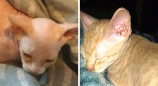 (사진출처=cbc joanne dyck)