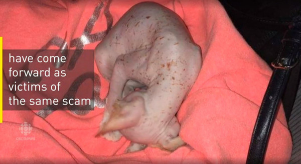 (사진출처=cbc joanne dyck)