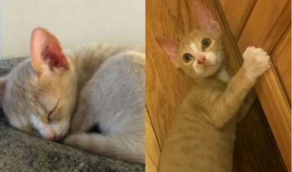 (사진출처=cbc joanne dyck)