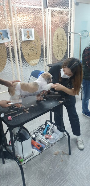 (사진출처=이바우펫)