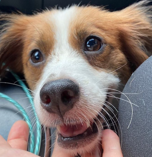 (사진출처=@rescuedogs_gy 인스타그램)