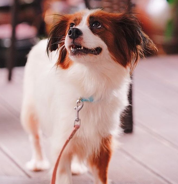 (사진출처=@rescuedogs_gy 인스타그램)