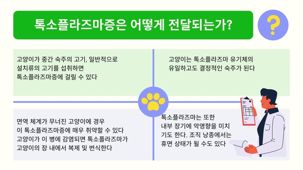 임신중에 고양이 화장실 청소해도 될까? 톡소플라즈마증 예방법