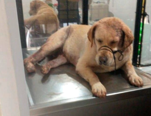 (사진출처=Liliana Guerrero / Newsflash)