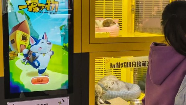中서 살아있는 '강아지·고양이' 게임 자판기 1등 상품으로 전시