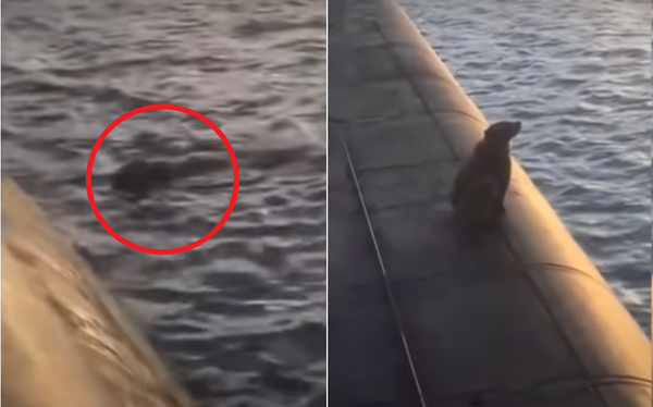 (사진출처=KAMCHATINFO / YOUTUBE)