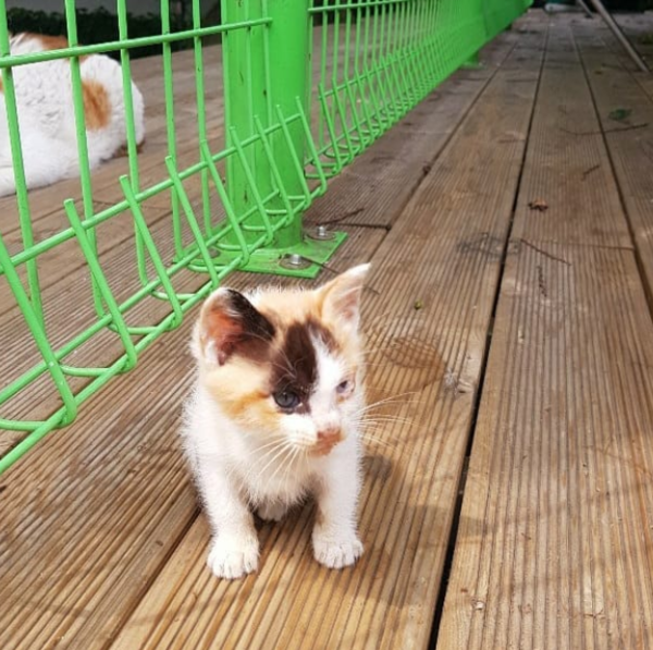 (사진출처=@animallife1_ 인스타그램)