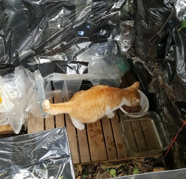 (사진출처=@animallife1_ 인스타그램)