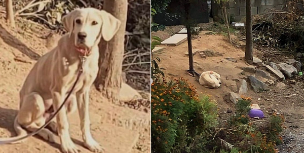 (사진출처=@animallife1_ 인스타그램)