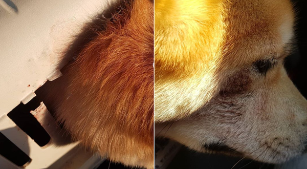 ▲강아지 머리가 케이지를 뚫고 나온 모습 (사진출처=@lunakim0519 인스타그램)