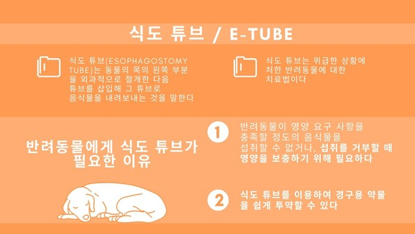 식도 튜브 삽입한 개‧고양이 44% 합병증 경험