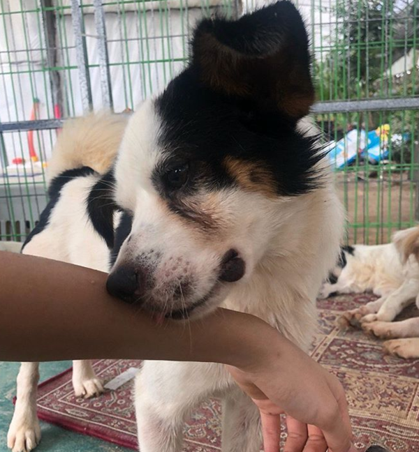 (사진출처=@rescuedogs_gy 인스타그램)