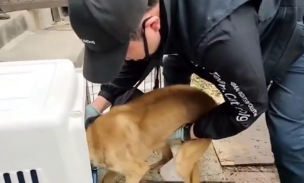 ▲ 캣치독팀 구조현장 (사진출처=@catchdog_team_ 인스타그램)