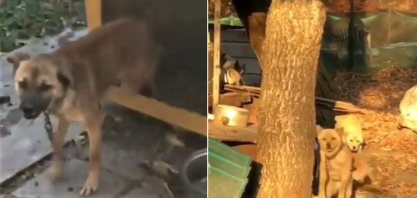 ▲ 지난 11월 9일 SNS에 구조 요청 올라온 아이들 사진 (사진출처=@challenginghaha)