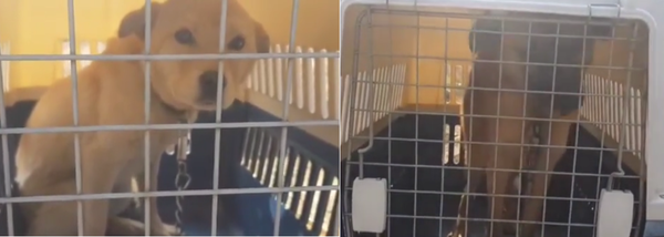 ▲ 구조된 아이들 (사진출처=@catchdog_team_ 인스타그램)