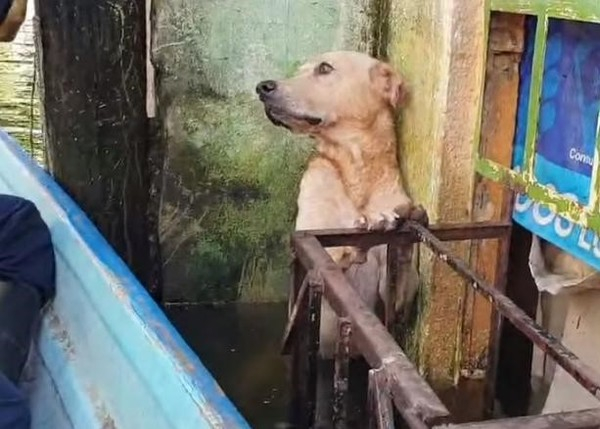 멕시코 홍수에 앞발로 난간 겨우 붙잡던 강아지…"저 좀 구해주세요"