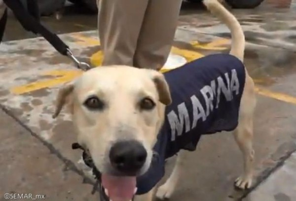 (사진출처=@SEMAR México 트위터)