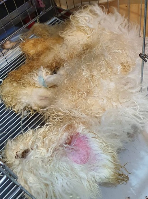 (사진출처=@sallala0623 인스타그램)