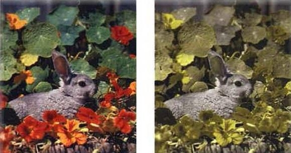 (사진출처=도그TV)