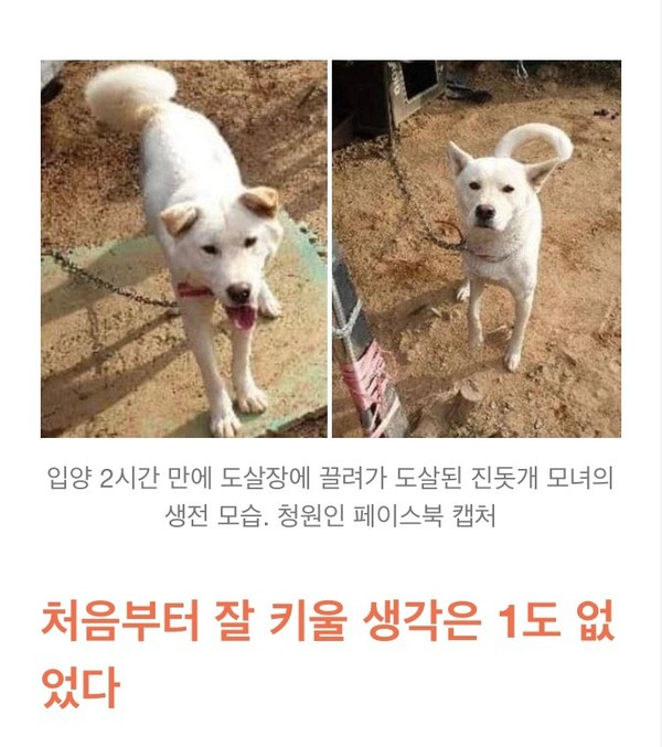 (사진출처=비글구조네트워크협회 공식 블로그)