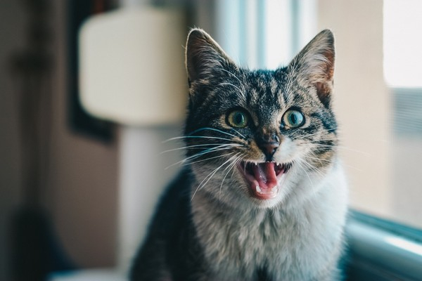 입냄새 지독한 고양이… 원인은 구내염?