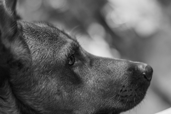 반려견이 스트레스 받을 때 보이는 행동 5가지