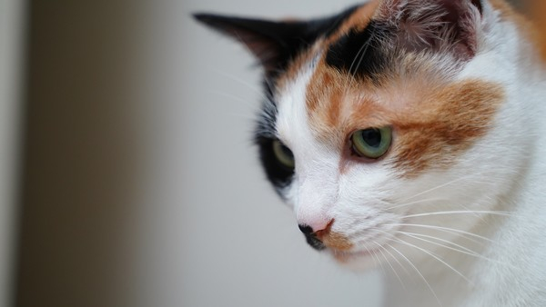 고양이 성격 '외모' 따라간다? 인기 반려묘 품종별 성격