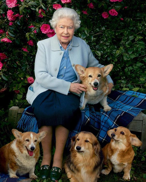 ‘로얄 코기’ 영국 왕실서 70여 년간 총애 받은 웰시코기